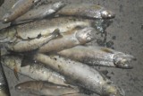 Bogatynia: Śnięte ryby w Miedziance