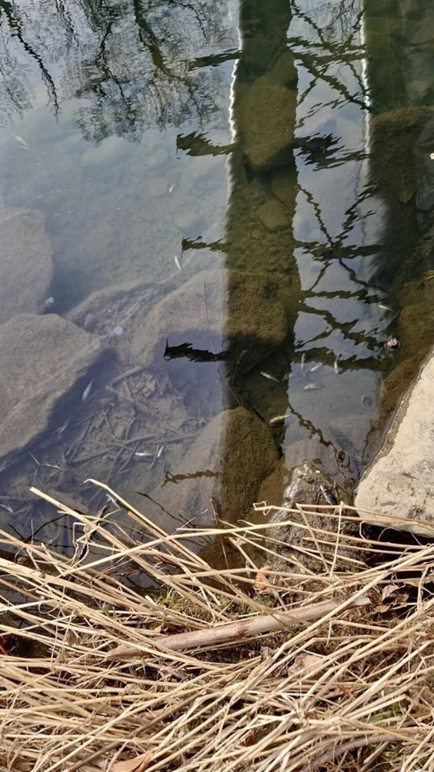 Śnięte ryby w rzece w Bielsku-Białej! Zanieczyszczenia i nienaruralny kolor wody. To przez wyciek amoniaku? Próbki już pobrane