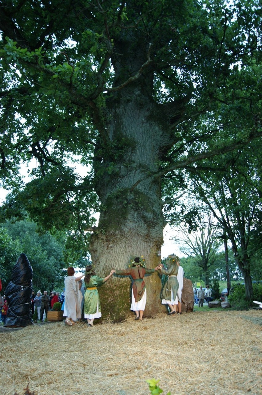 Drzewo Roku
Dąb szypułkowy Wojsław z Mikorowa znalazł się na...