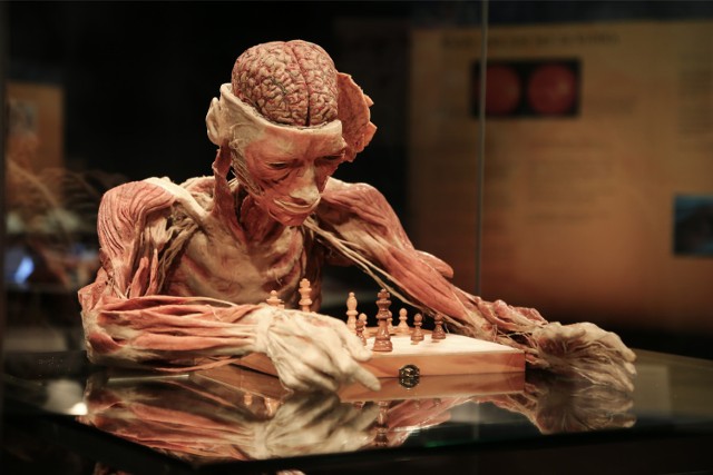 Wystawa Body Worlds - Wrocław