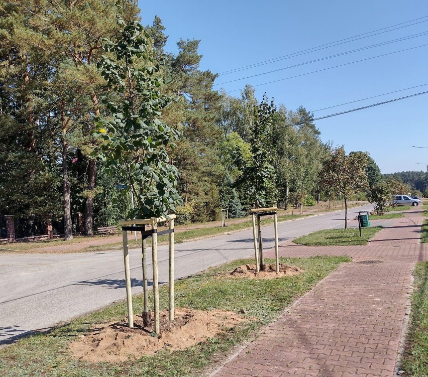 Ponad 100 nowych drzewek przybyło w Skarżysku. To lipy,...