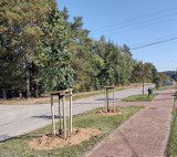 W Skarżysku-Kamiennej przybyło ponad 100 nowych drzewek i krzewów. To lipy, lilaki, klony i jarzębiny