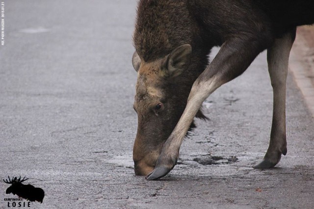 Łosie, Park Kampinoski. Zwierzęta wychodzą na ulice. Uważajcie!