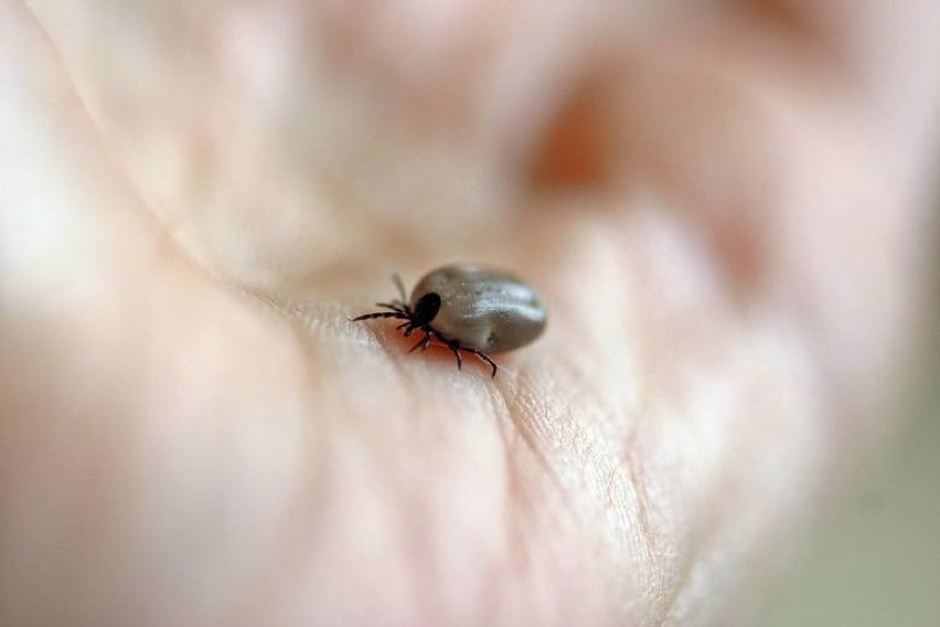 Kleszczowe zapalenie mózgu jest ostrą chorobą zakaźną...