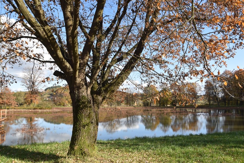 Park i dwór Ignacego Jana Paderewskiego w Kąśnej Dolnej k....