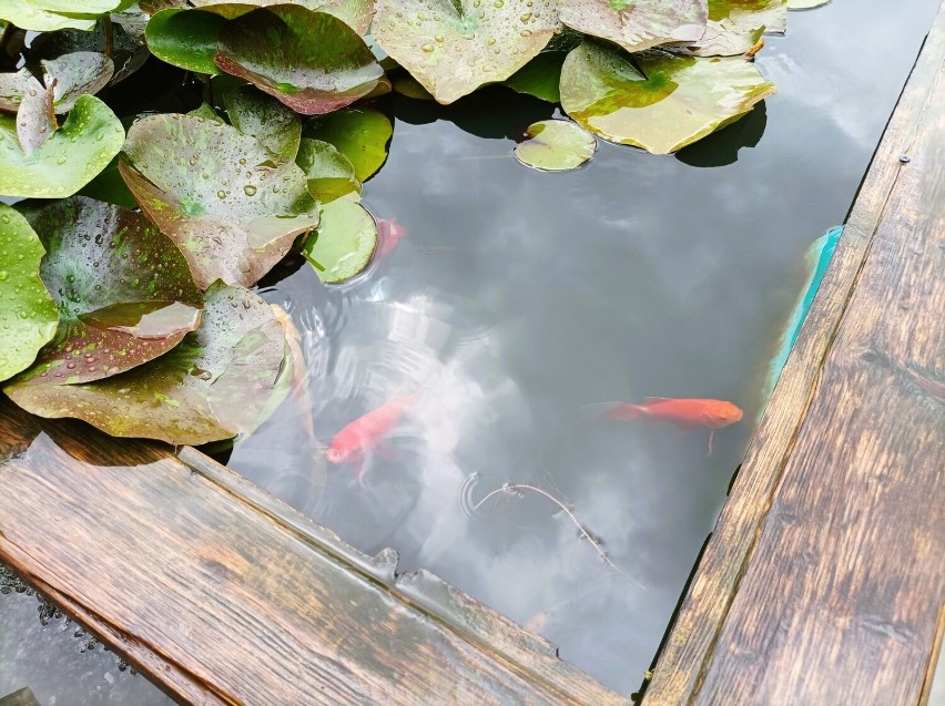 Arboretum Wojsławice u schyłku lata