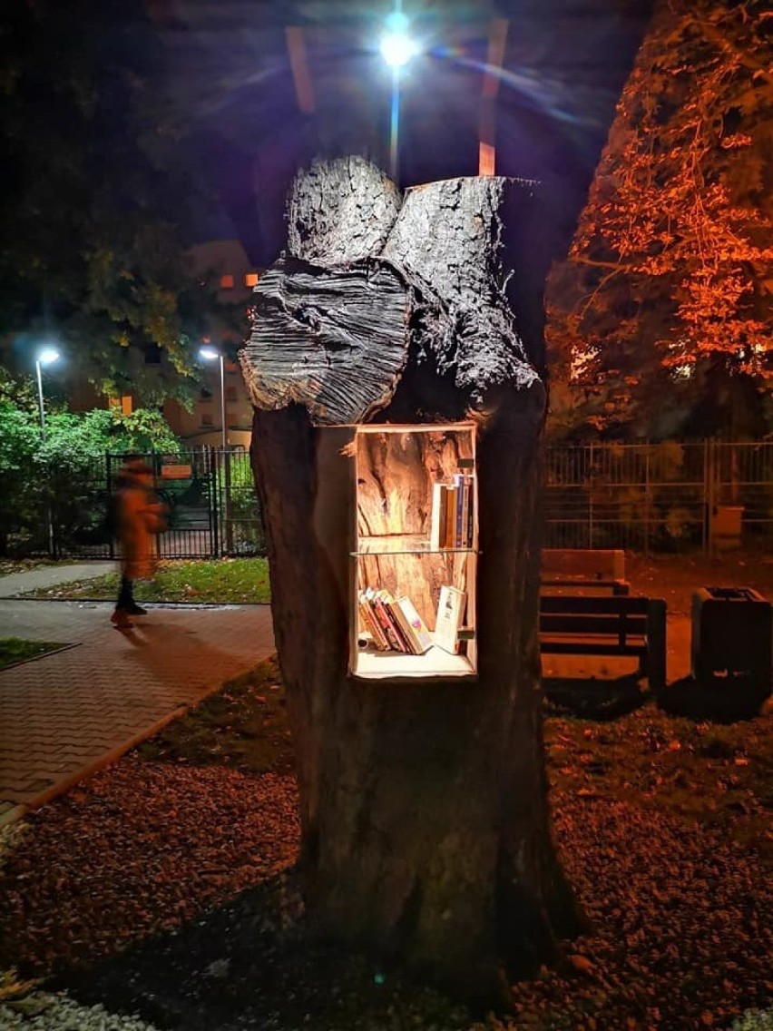 Nietypowa instalacja na Ursynowie. W konarze drzewa zrobiono biblioteczkę plenerową
