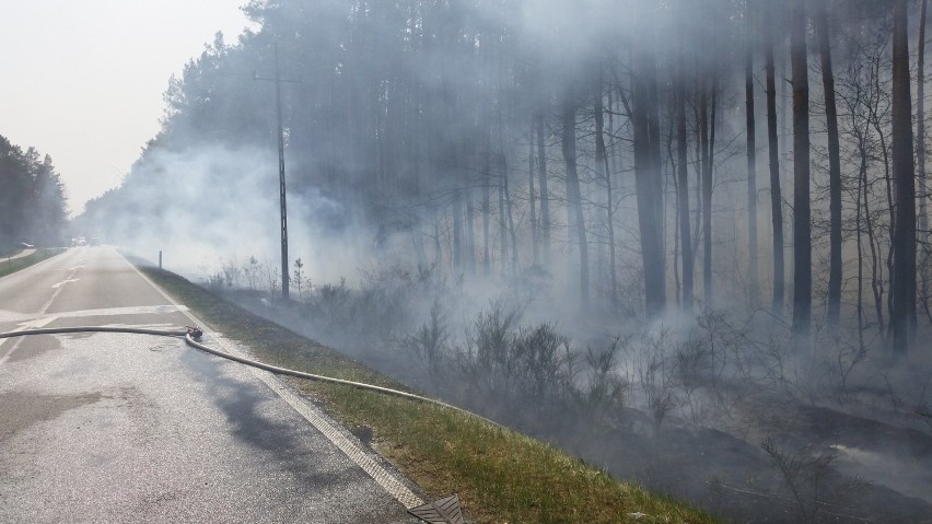 Płoną lasy i pola w regionie