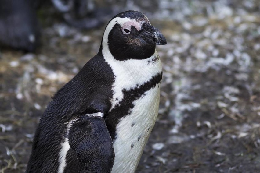 Warszawskie zoo to nie tylko miejsce do spędzania czasu. Dla...