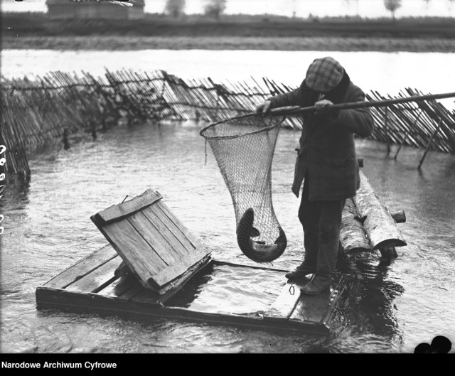 Wędkowanie na archiwalnych zdjęciach. Wylęgarnia ryb łososiowatych w Nowym Targu - wyjmowanie sakiem złowionego na wędkę łososia. 1930 rok.