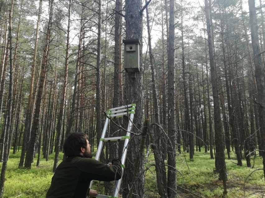 Monitoring zasiedlenia budek lęgowych we Wdzydzkim Parku Krajobrazowym [ZDJĘCIA]