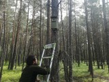 Monitoring zasiedlenia budek lęgowych we Wdzydzkim Parku Krajobrazowym [ZDJĘCIA]