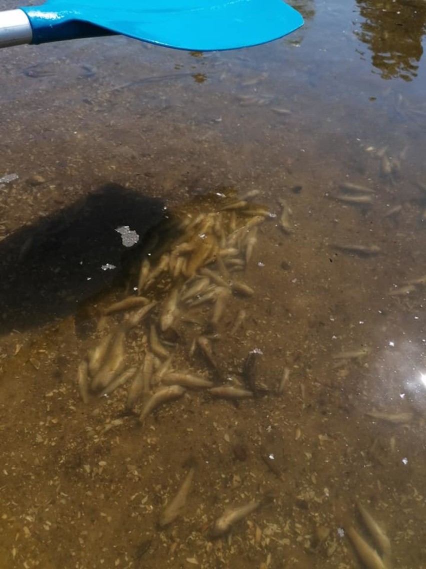 Na brzeg wypłynęły martwe rybki. Do kiedy plaża w Lubczynie będzie zamknięta?