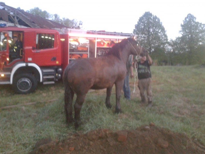 Strażacy ratowali konia uwięzionego w studni