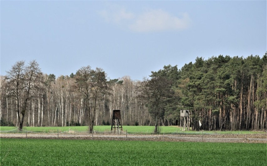 Uroki ziemi zbąszyńskiej. Nowy Dwór - Przychodzko