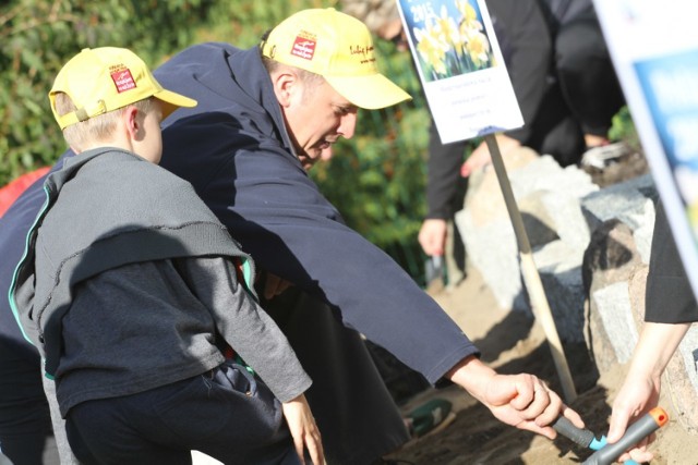 Posadzili żonkile na złotowskiej promenadzie