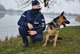 Policja w Suwałkach ma nowego psa. To Szarik. Potrafi wykrywać bomby (zdjęcia)