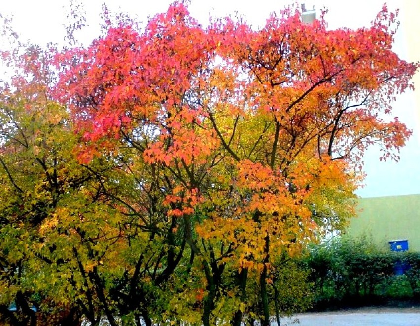 Kolorowa jesień