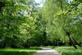 W maju parki wyglądają najpiękniej. Zobaczcie pełnię wiosny w Parku Miejskim im. Bohaterów Monte Cassino w Jarosławiu [ZDJĘCIA]