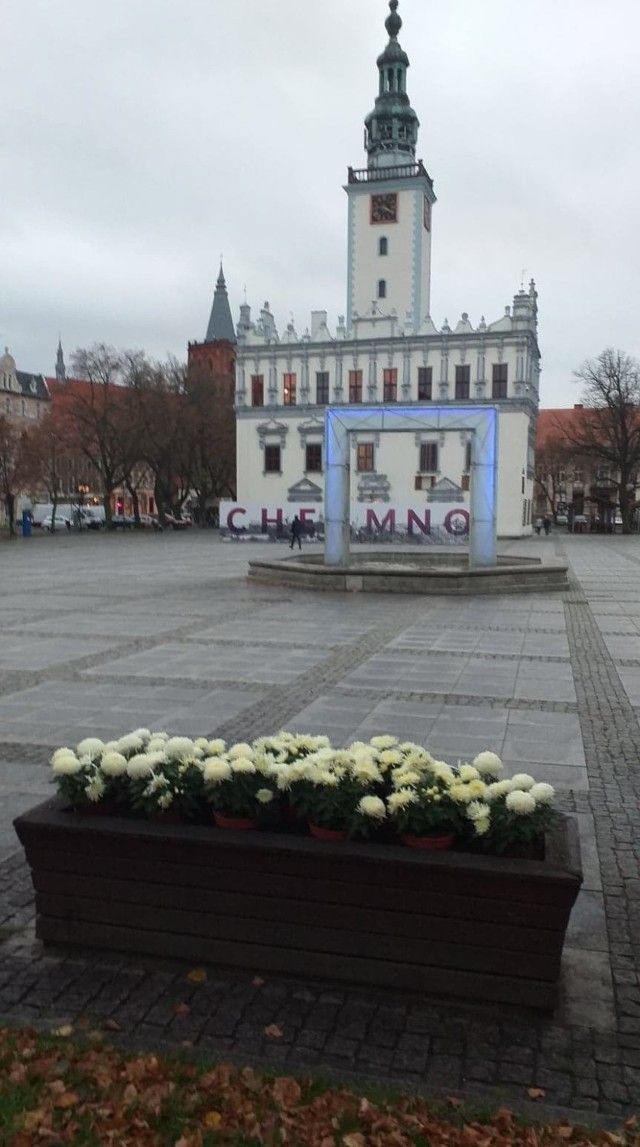 Chełmno właśnie zostało ukwiecone jesiennymi chryzantemami