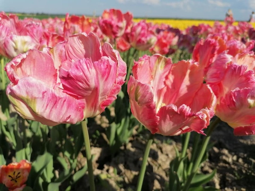 Aż 30 tysięcy tulipanów w jednym miejscu w Polance Wielkiej.