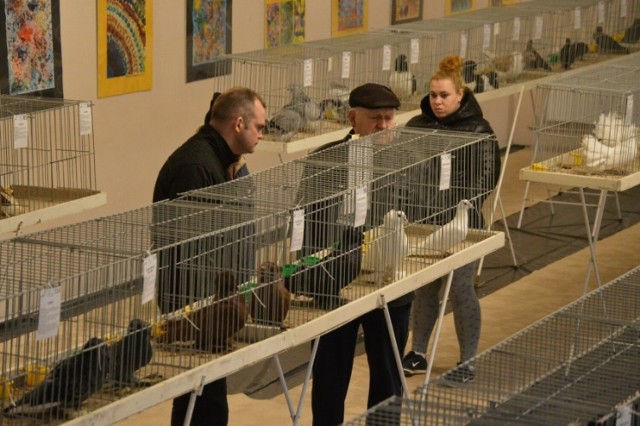 W weekend 3/4 lutego w Szkole Podstawowej w Nowej Wsi Lęborskiej organizowany jest pokaz gołębi rasowych i drobiu rasowego.