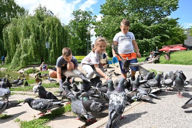 Pierwszy weekend czerwca przywitał nas piękną pogodą. Sobota była wyjątkowo ciepła i słoneczna.

Wielu kielczan postanowiło wykorzystać ten czas i spędzić dzień na świeżym powietrzu. 

Byliśmy nad zalewem oraz w parku miejskim. Zobaczcie

>>> ZOBACZ WIĘCEJ NA KOLEJNYCH ZDJĘCIACH 