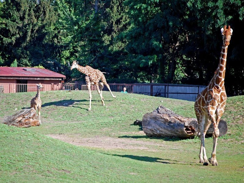 ZEBRA podpowiada: Można już podziwiać nowych mieszkańców wrocławskiego zoo (ZDJĘCIA)