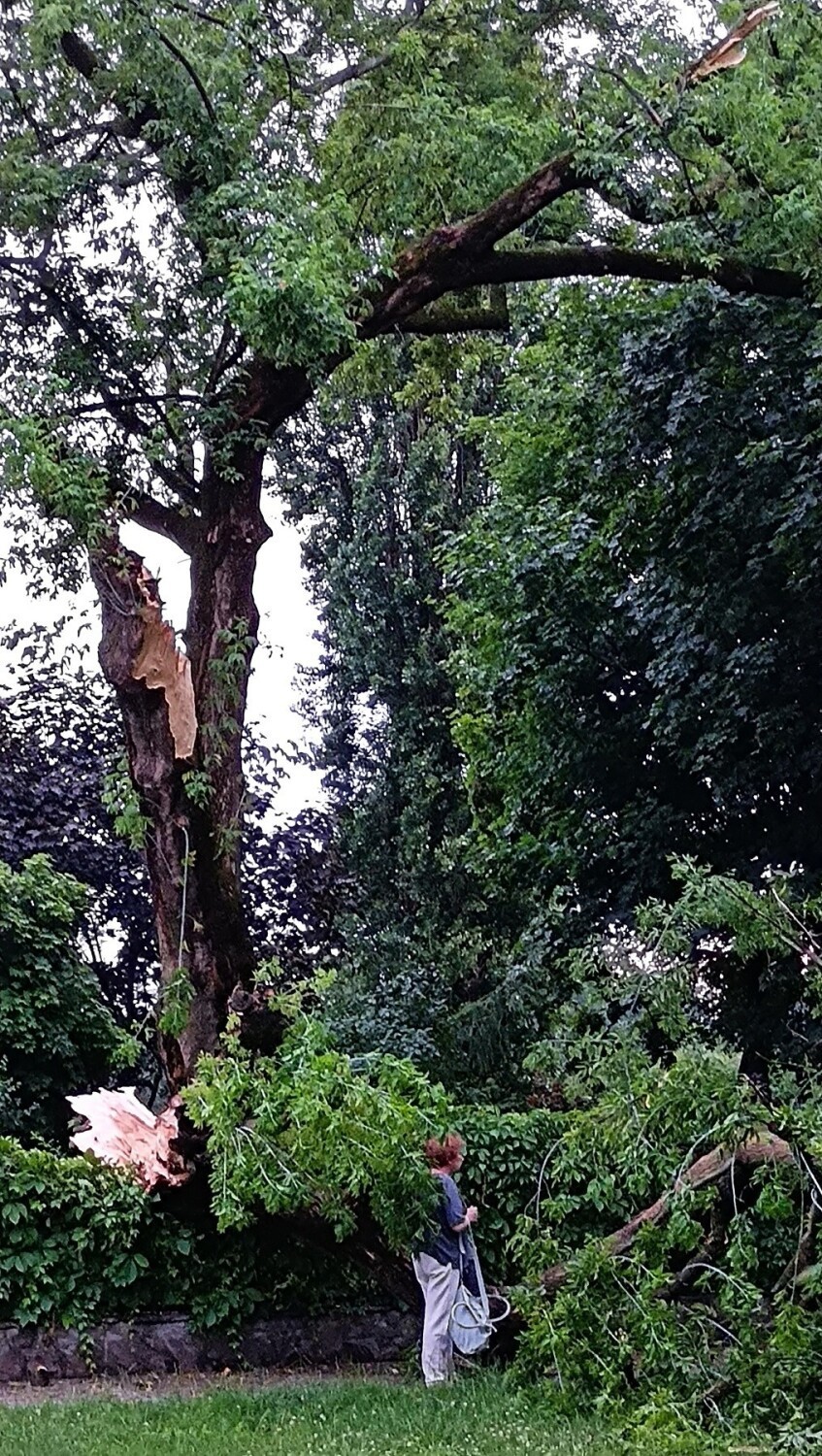 Powalone drzewa przy przedszkolu "Raczek" w Toruniu