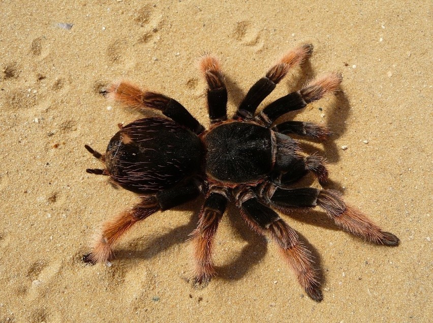 W Kambodży można zjeść smażone pająki. Najpopularniejsze są...
