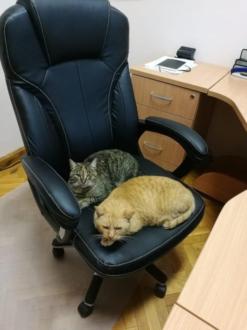 Teraz dwa koty urzędują w urzędzie, ale większość zwierząt...
