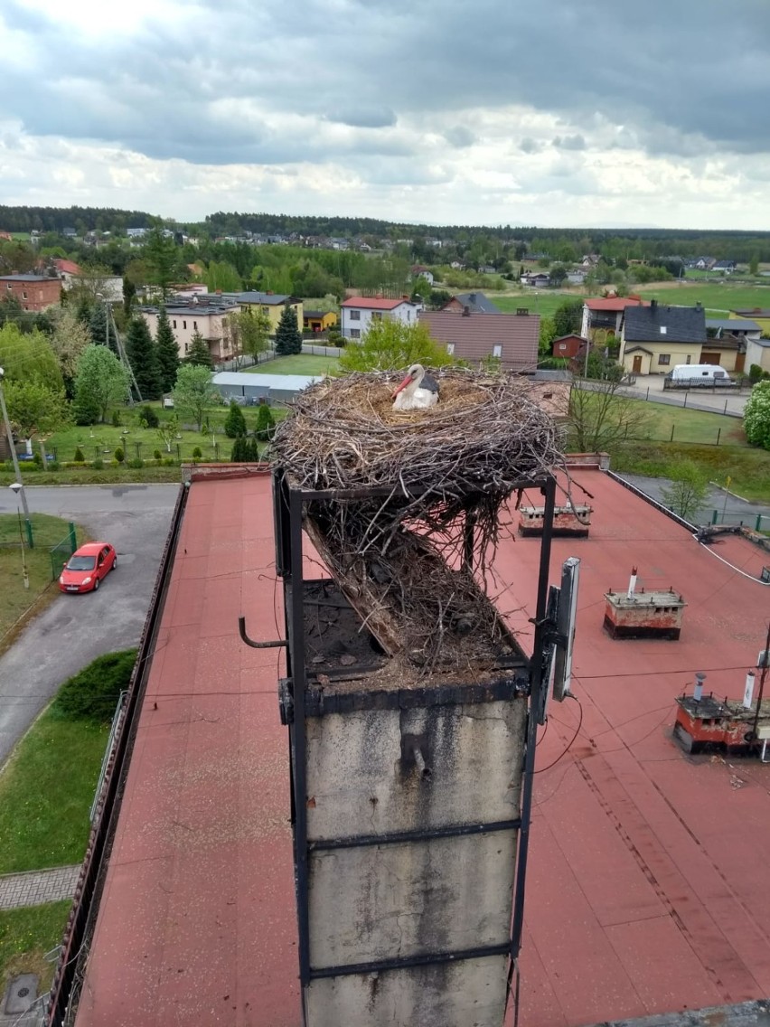 Bocian z Palowic stracił gniazdo. Pomagają strażacy z Rybnika!