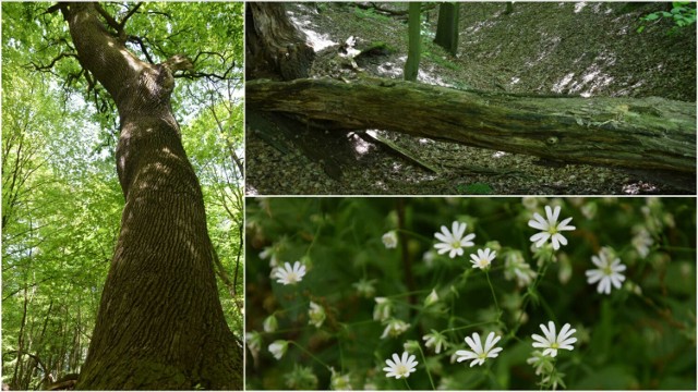 Debrza to jedyny rezerwat przyrody w granicach administracyjnych Tarnowa. Wiosną cały w zieleni