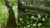 Debrza, jedyny rezerwat przyrody w Tarnowie, a w nim 300-letnie drzewa. Wiosną to idealne miejsce na spacer. Zdjęcia