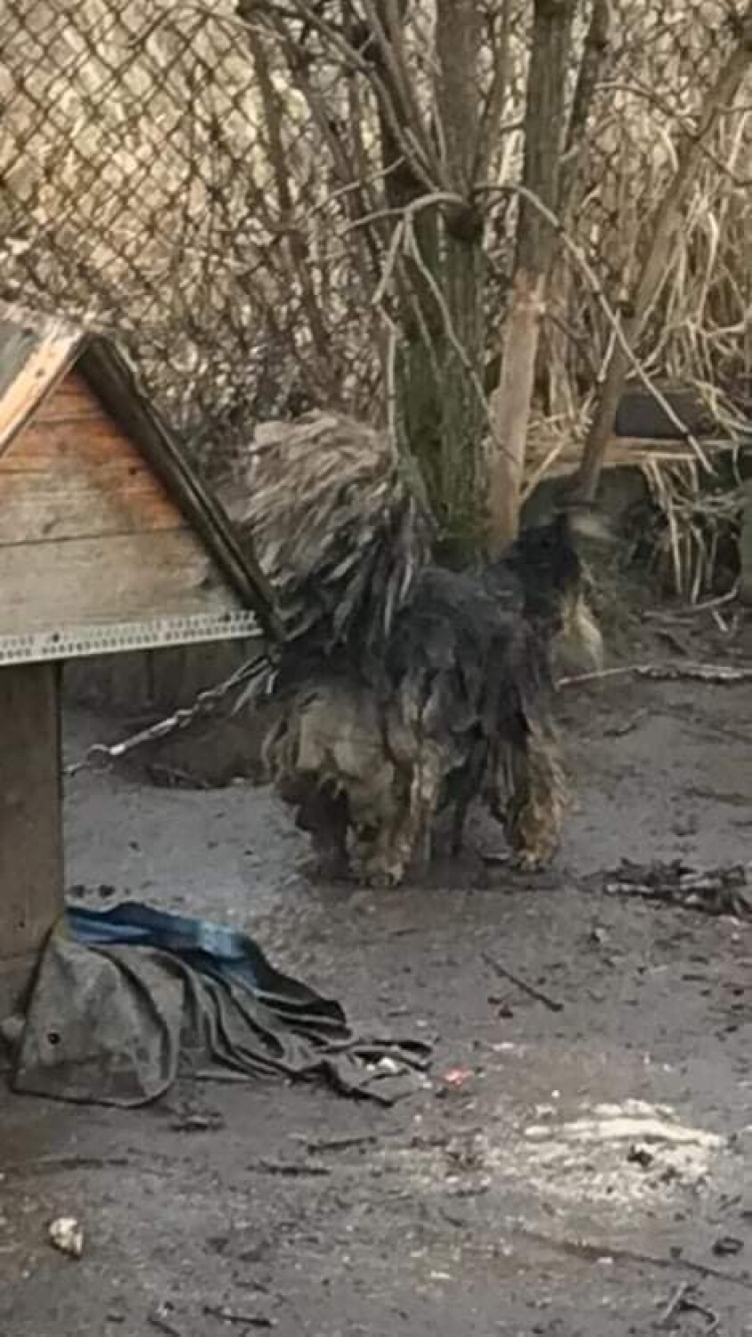 OTOZ Animals Inspektorat Gliwice znalazł psa w okropnym stanie. Właściciel nie wiedział nawet jak ma na imię!