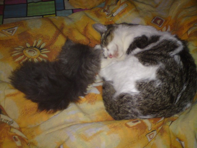 Zuzia - mieszaniec opiekuje się młodszą " siostrzyczką " - persem nawet podczas snu.