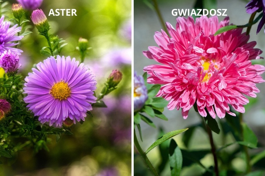 Astry to popularne kwiaty ogrodowe. Są łatwe w uprawie,...