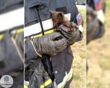 Gmina Nowe Skalmierzyce. Strażacy ze Skalmierzyc wyciągali małego kotka spod maski auta
