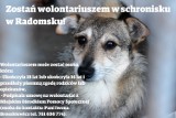 Zostań wolontariuszem w schronisku dla zwierząt w Radomsku