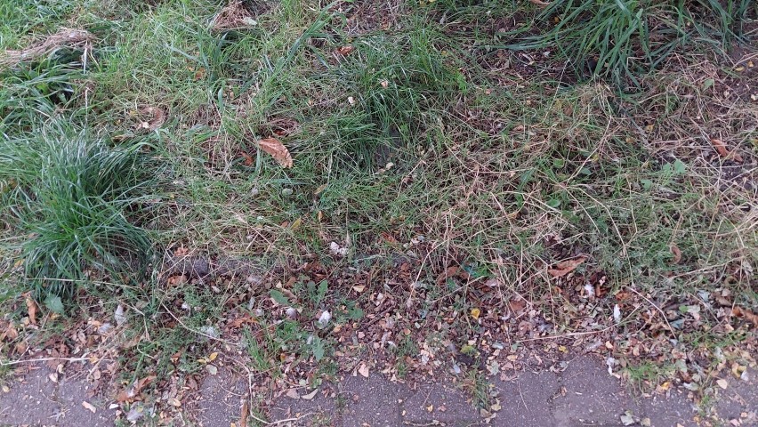 Syf w centrum Żar. Ulicy i chodnika nie sprzątano od dawna, a w wysokiej trawie rosną grzyby. To wizytówka miasta?