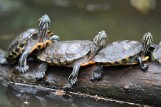 Stare Zoo Poznań - Warto tam zajrzeć [ZDJĘCIA]