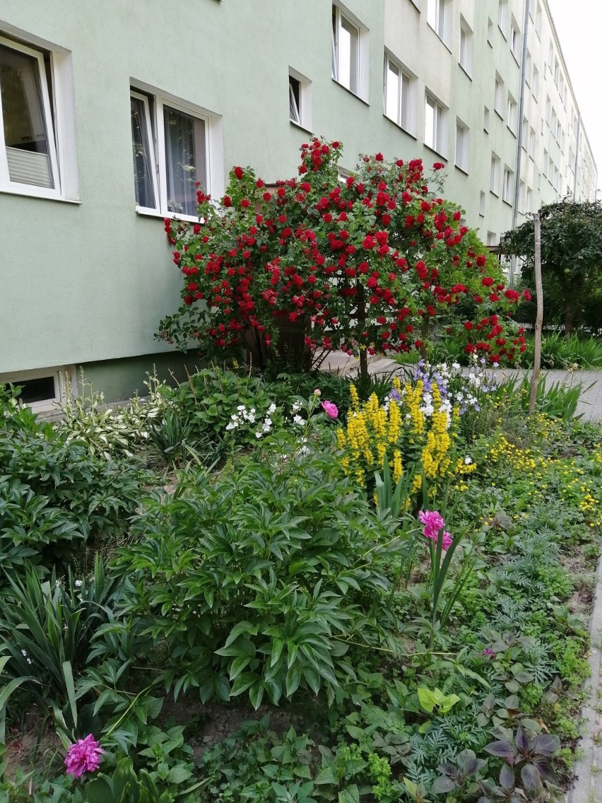 Lublin: Oazy natury pod blokiem. Barwne klomby kwiatowe na Kalinowszczyźnie. Zobacz zdjęcia