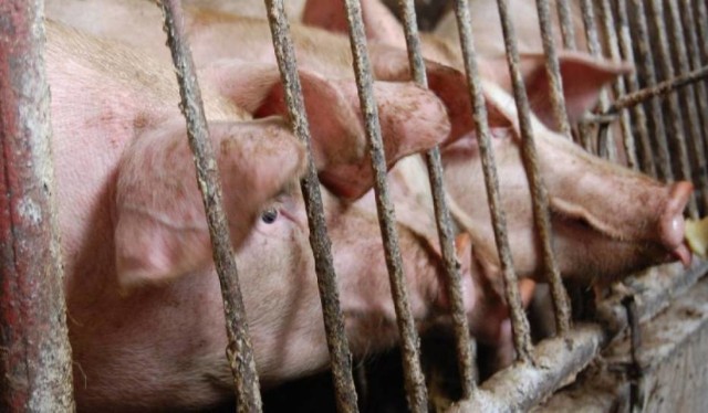 W tym roku na terenie powiatu krotoszyńskiego skontrolowanych zostanie 500 z 2000 gospodarstw rolnych, w których hodowane są świnie