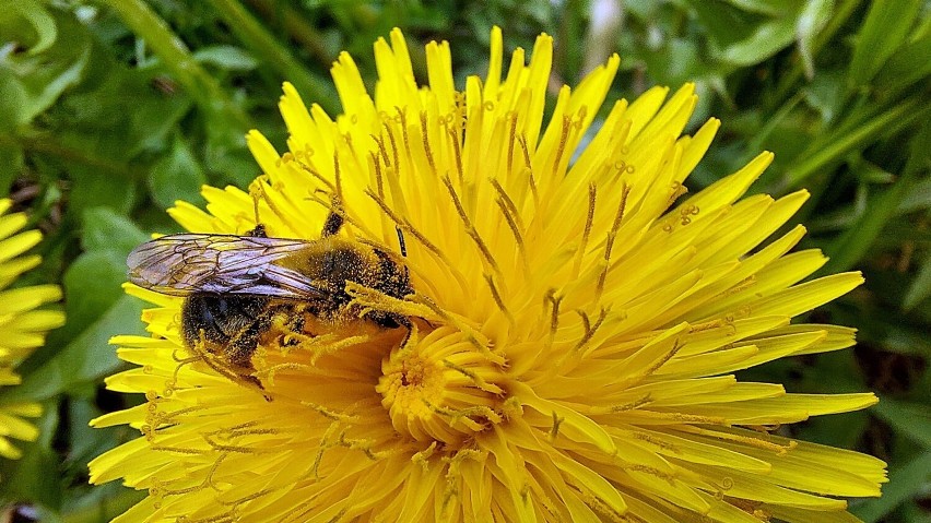 Na świecie znanych jest ponad 20 tys. gatunków pszczół, tak...