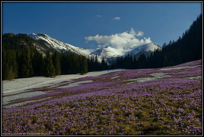 Wiosna w Tatrach - Polana Kalatówki. (Fot. Grzegorz Żądło)