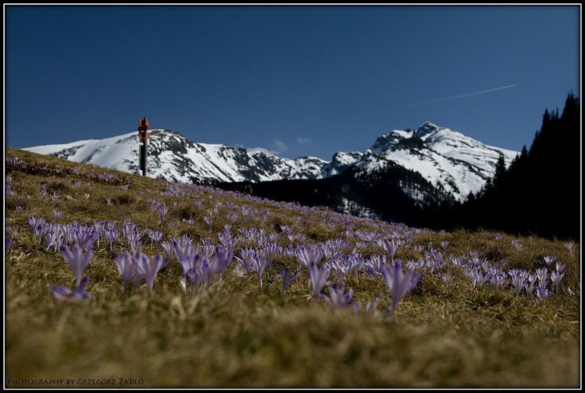 Wiosna w Tatrach - Polana Kalatówki. (Fot. Grzegorz Żądło)
