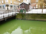 Kanał Raduni. Dlaczego woda w kanale zabarwiła się na zielono? Sprawdziliśmy!