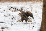 Uratowany bielik na terenie Nadleśnictwa Rokita.