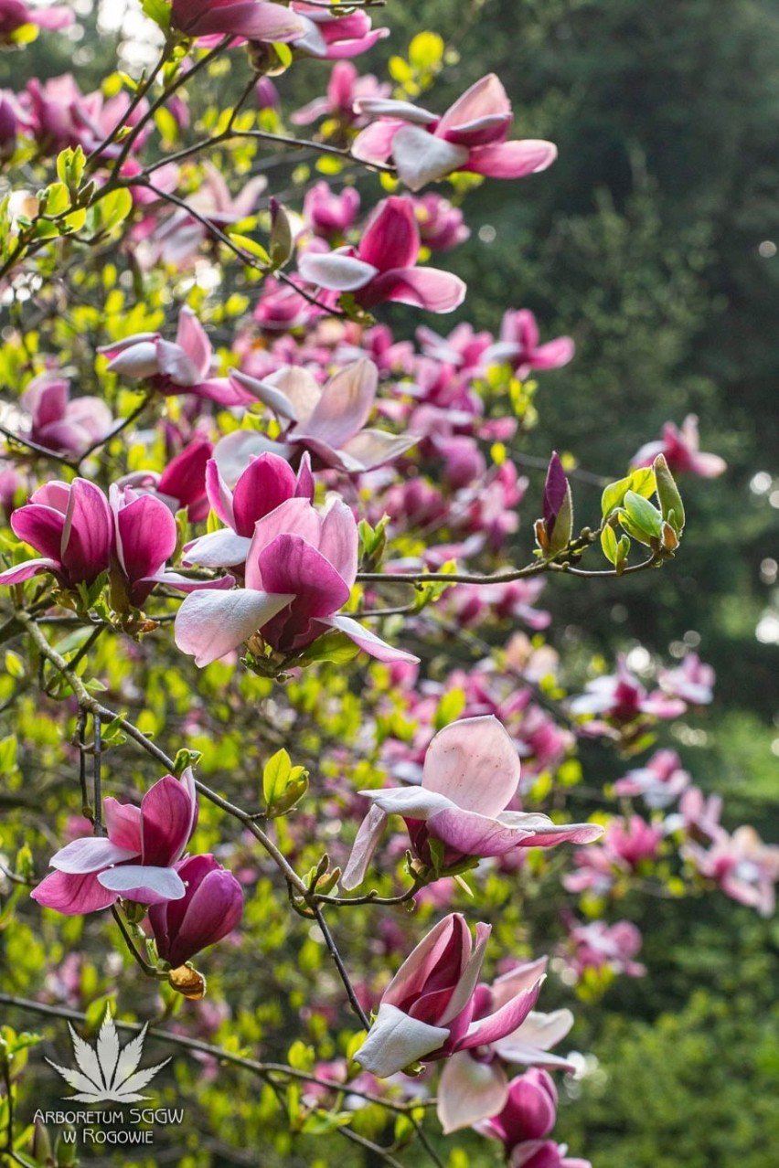 W rogowskim arboretum zakwitły magnolie. Rośliny zachwycają urodą!