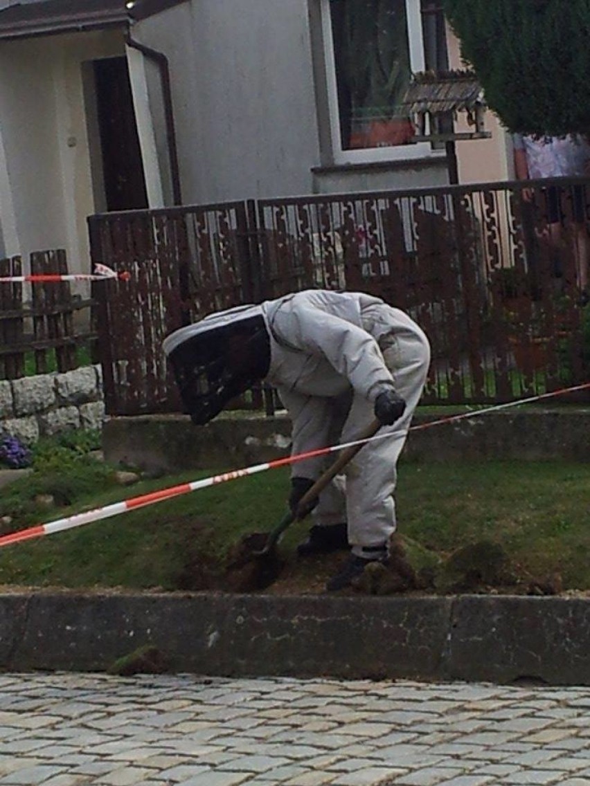 Strażacy usuwali gniazda szerszeni i os